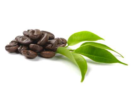 Kona Kaffe bönor med kvist